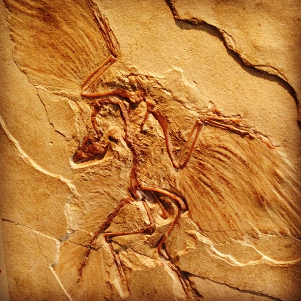 Archaeopteryx lithographica