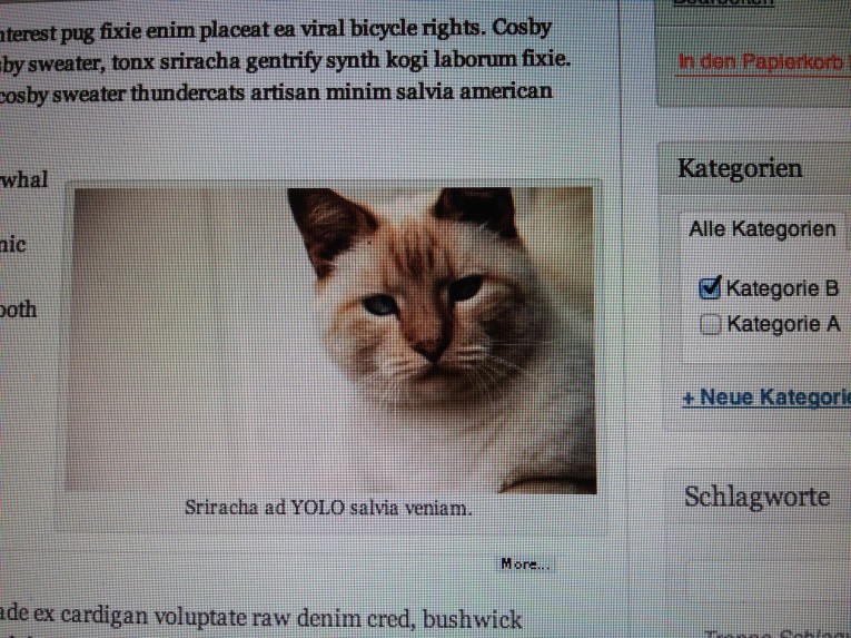 WordPress-Demo Setup lvl: #catcontent