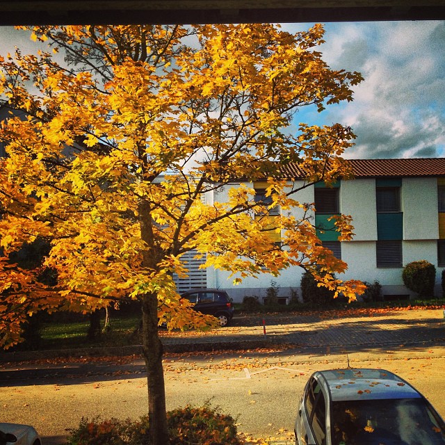 Acer pseudoplatanus