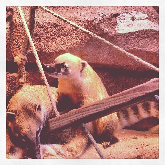 South American coati