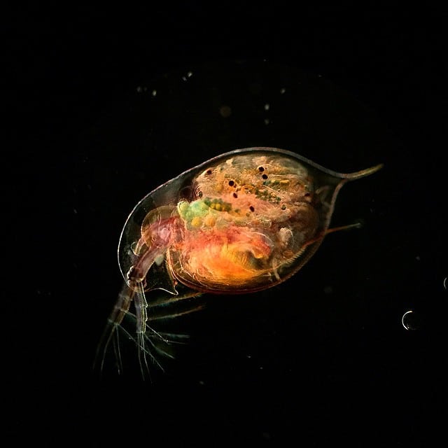 Daphnia pulex