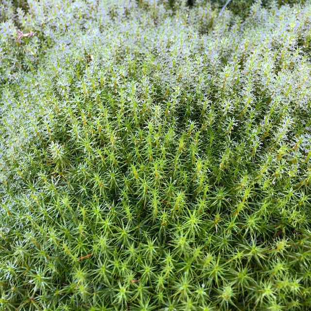 Polytrichum commune