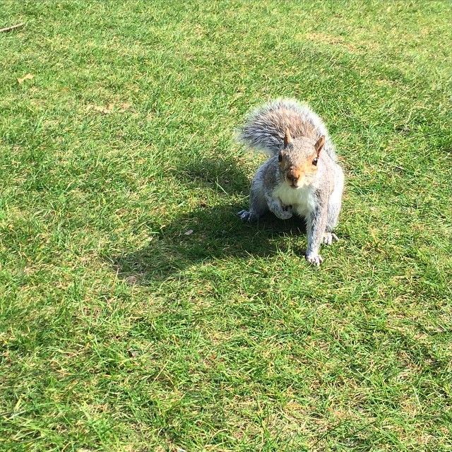 Mr. Squirrel - #London #Greenwich #Park