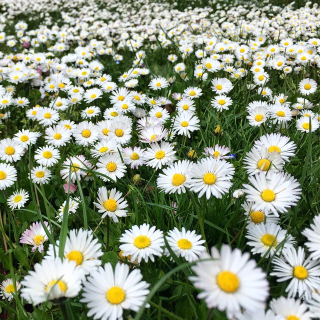 Bellis perennis