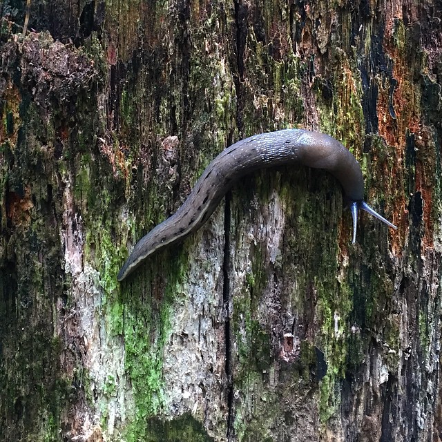 Snail Trail #Stuttgart #Forrest #Nature