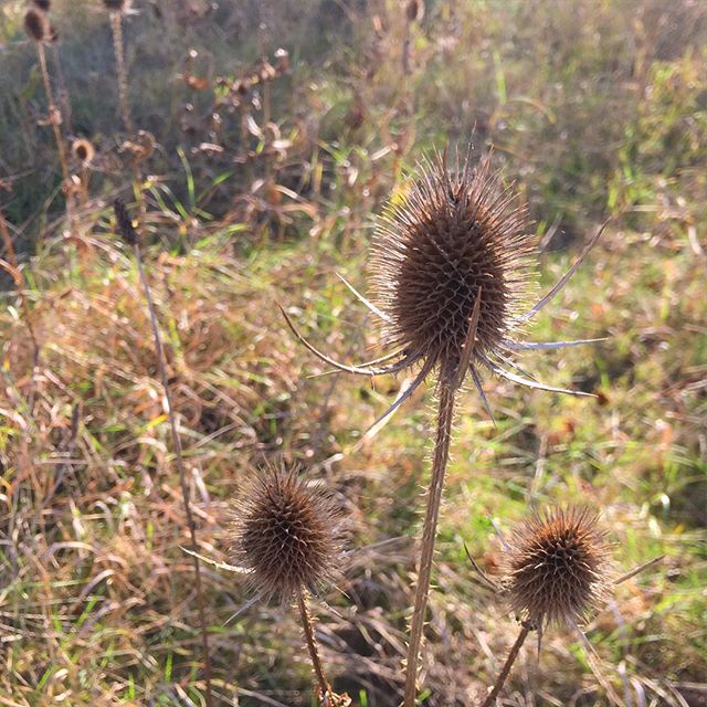 Acanthaceous #Stuttgart #universityofhohenheim