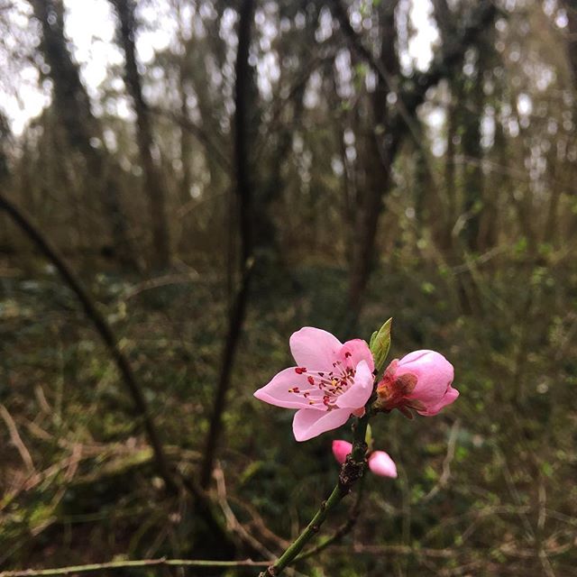 Blossom #spring