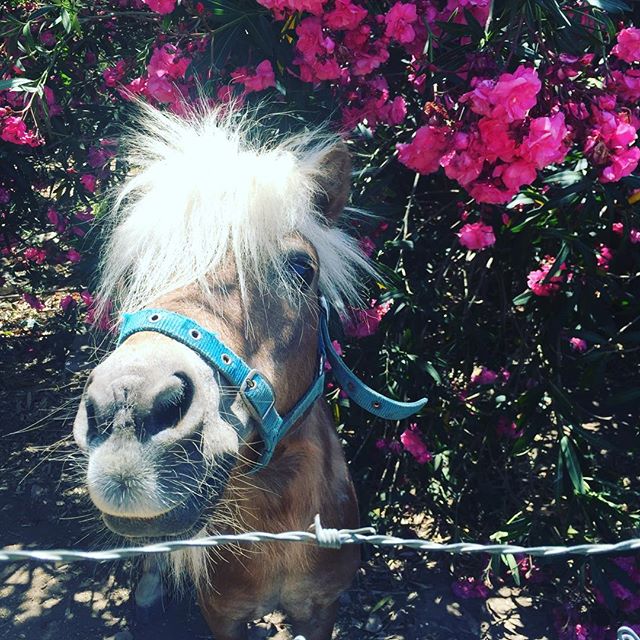 #bedhead #pony