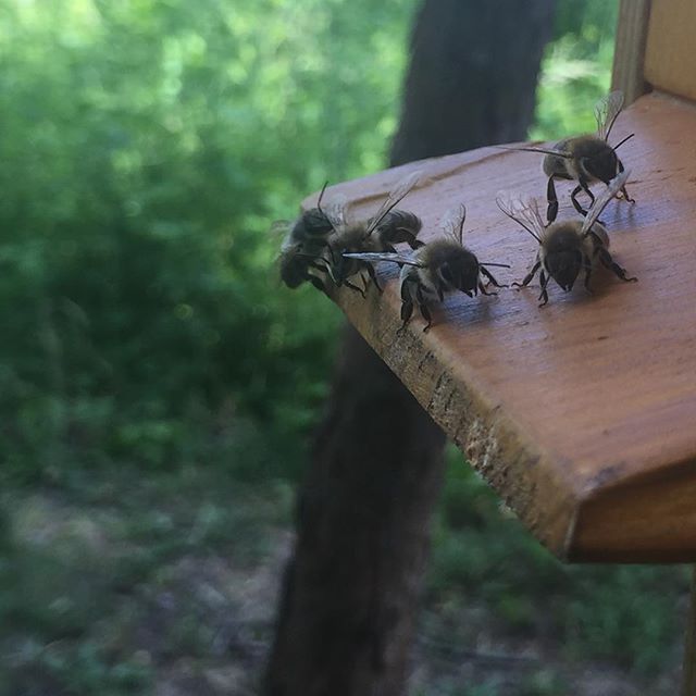 Honey Factory #bees