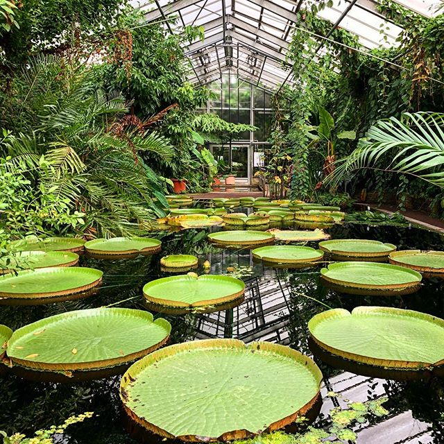 Nelumbo #bonn #botanicalgarden