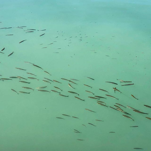 Under the sea #mallorca #fish #palmademallorca