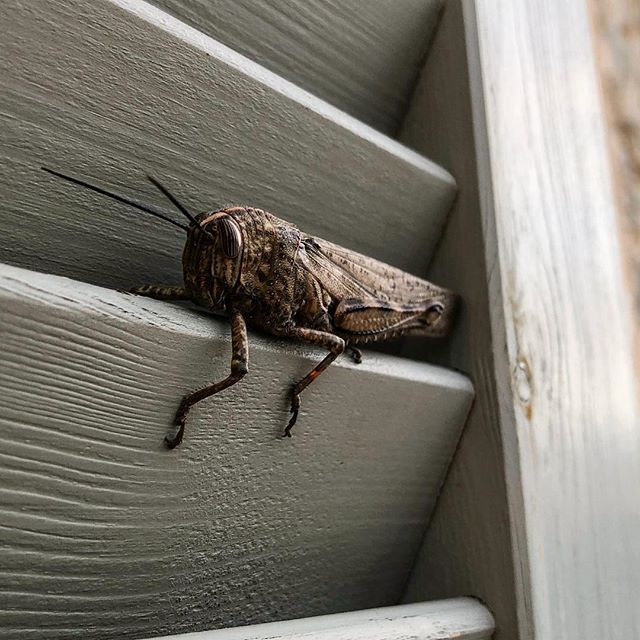 Locust #mallorca #inca